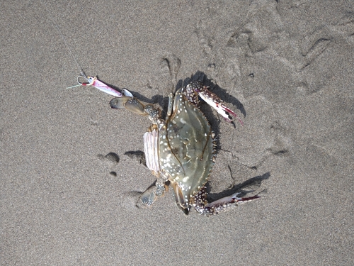 カニの釣果