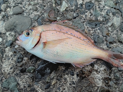 チャリコの釣果