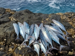 ハガツオの釣果