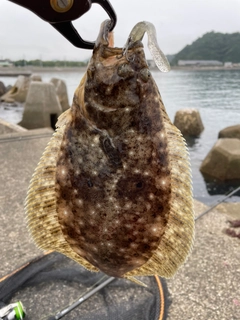 ヒラメの釣果