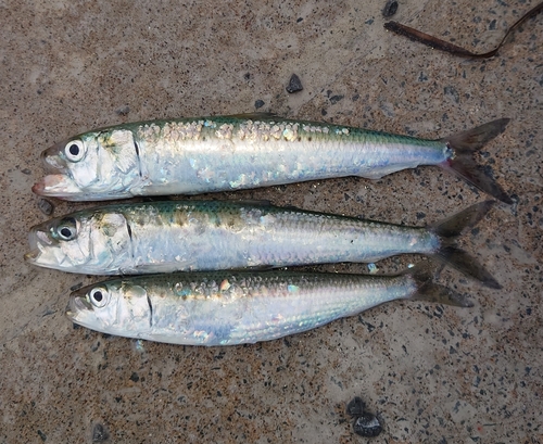 イワシの釣果