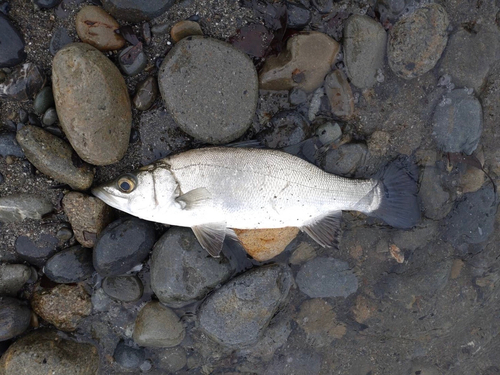 セイゴ（ヒラスズキ）の釣果