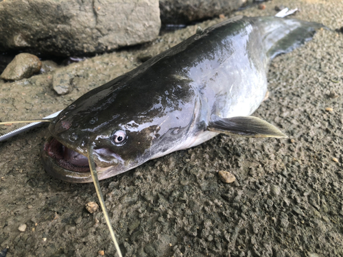 ナマズの釣果