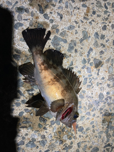 クロメバルの釣果