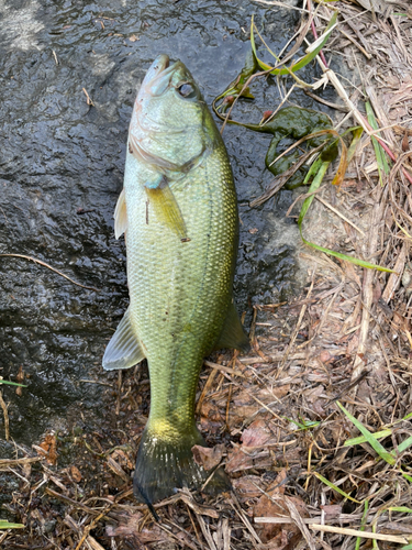 ブラックバスの釣果