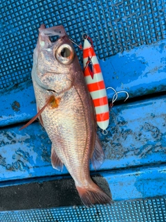 アカムツの釣果