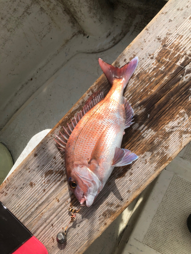 マダイの釣果