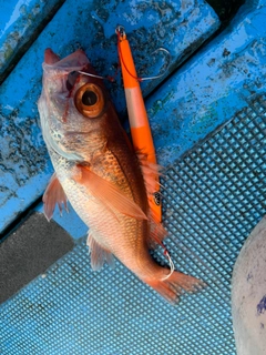 アカムツの釣果