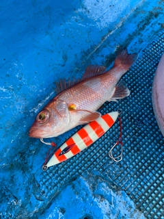 アカムツの釣果