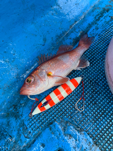 アカムツの釣果