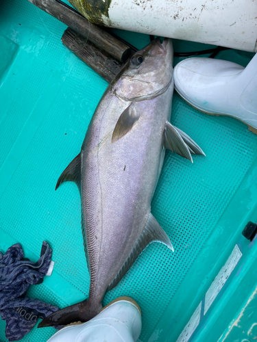 カンパチの釣果