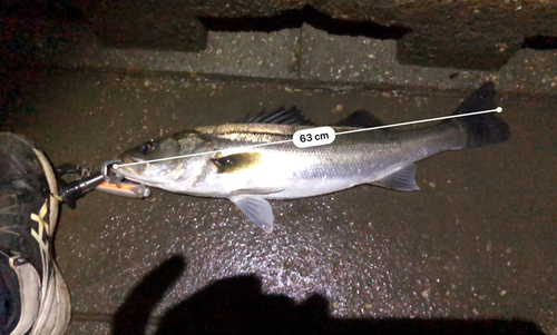 シーバスの釣果