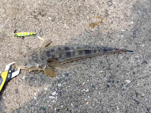 マゴチの釣果