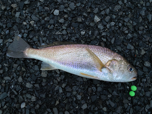 イシモチの釣果