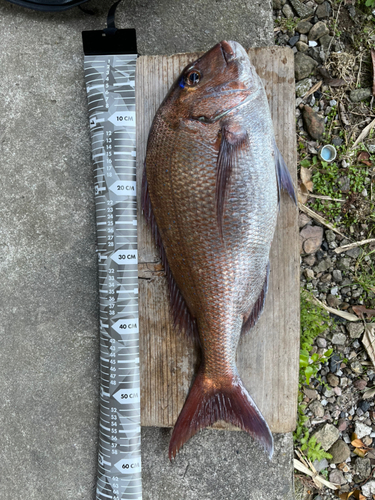 マダイの釣果