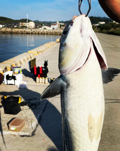 ボラの釣果