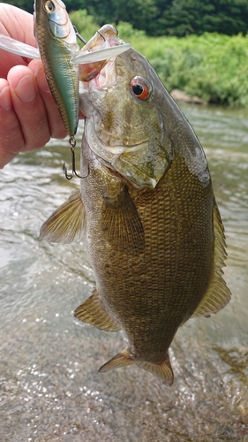 スモールマウスバスの釣果