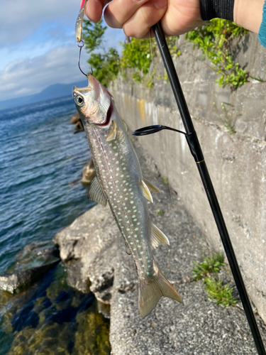 アメマスの釣果