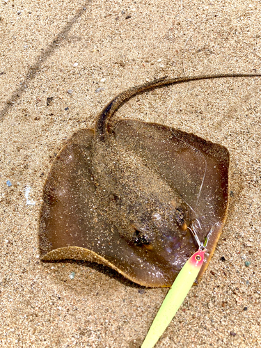 エイの釣果