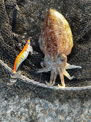 コウイカの釣果