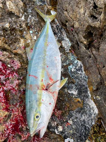 ハマチの釣果