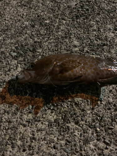 オオモンハタの釣果