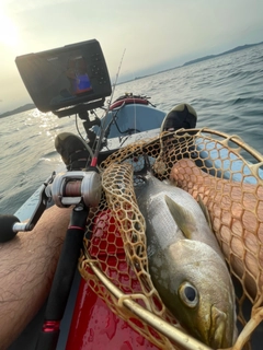 イサキの釣果