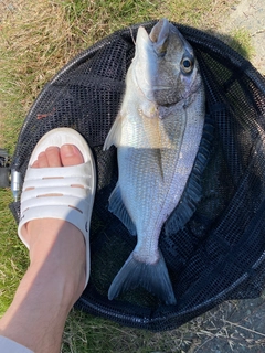 ヘダイの釣果
