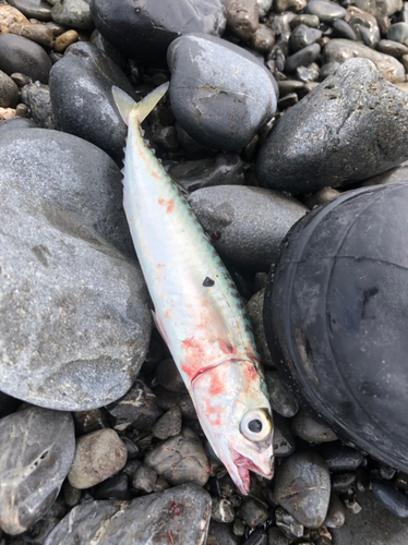 サバの釣果