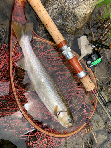 イワナの釣果