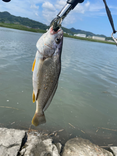 キグチの釣果