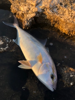 カンパチの釣果