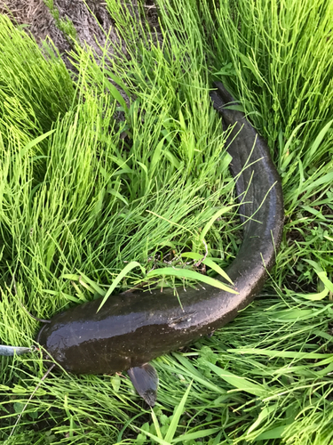 マナマズの釣果