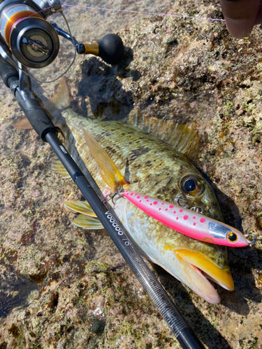 ムネアカクチビの釣果