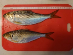 コノシロの釣果