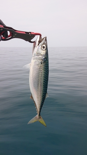 サバの釣果