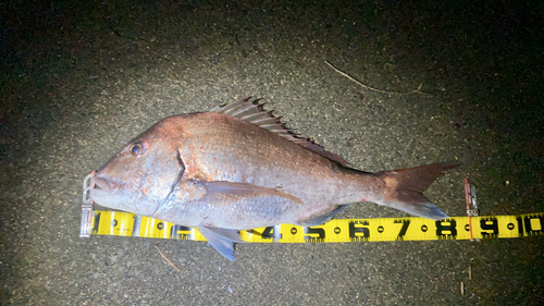 マダイの釣果