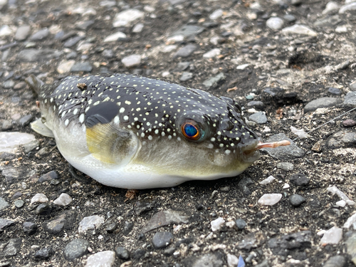 クサフグの釣果