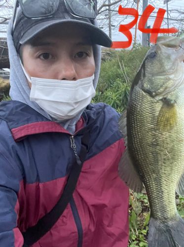 ブラックバスの釣果