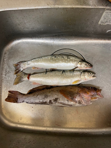 アメマスの釣果