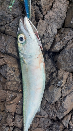 サバの釣果