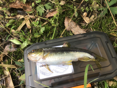 カワムツの釣果