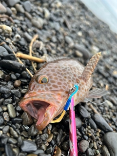 オオモンハタの釣果