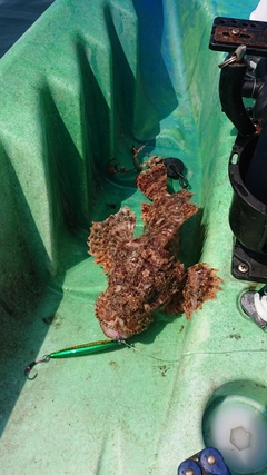 オニカサゴの釣果