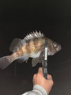 シロメバルの釣果