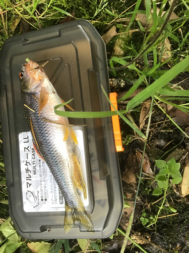 カワムツの釣果