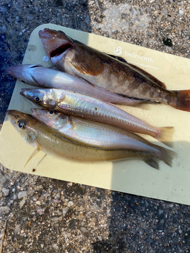 キスの釣果