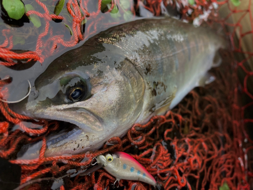 ヤマメの釣果