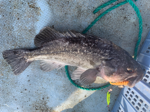 クロソイの釣果