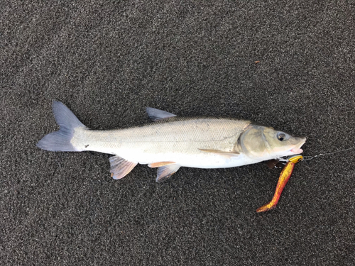 ウグイの釣果